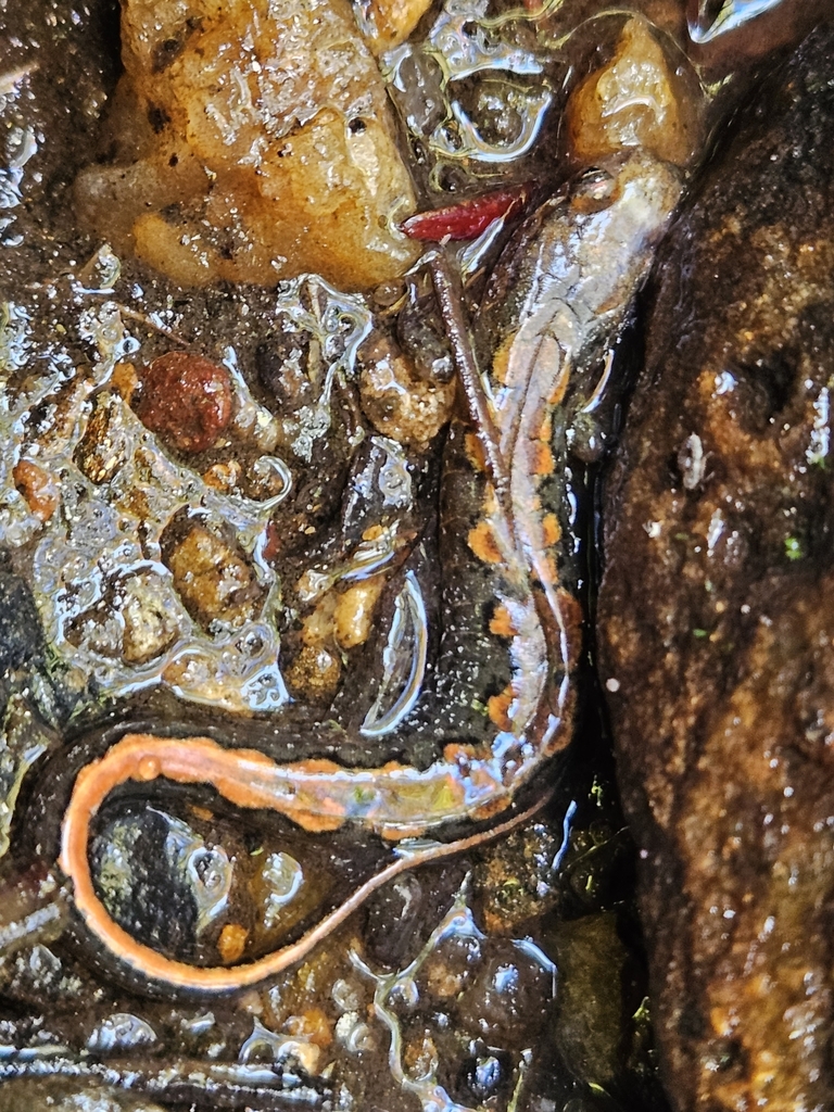 Spotted Dusky Salamander From Zirconia NC 28790 USA On October 15