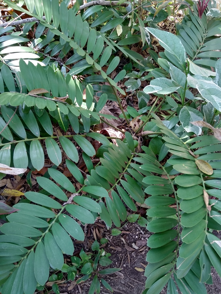 palma bola desde Quintana Roo MX el sábado 16 de marzo de 2019 a las