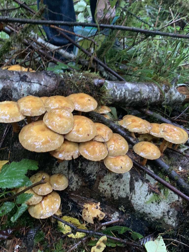 Fungi Including Lichens From Eld Inlet Olympia Wa Us On October