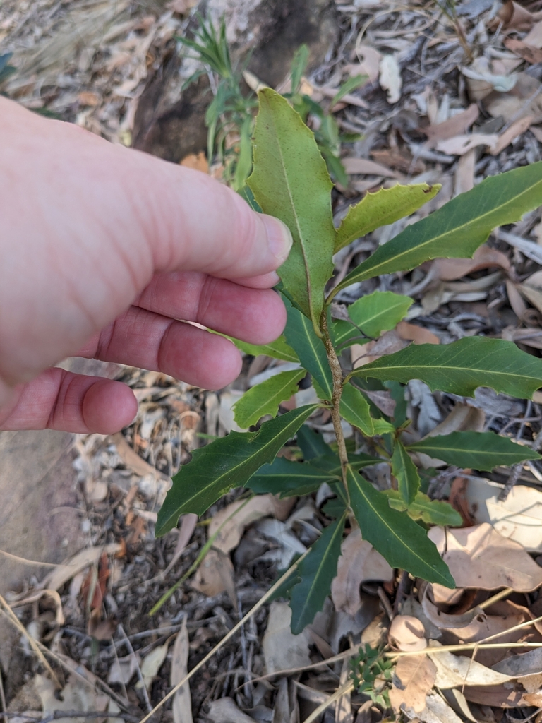 Variable Muttonwood From Jimboomba QLD 4280 Australia On October 20