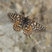 Euphydryas chalcedona klotsi - Photo (c) Cody Hough, all rights reserved, uploaded by Cody Hough