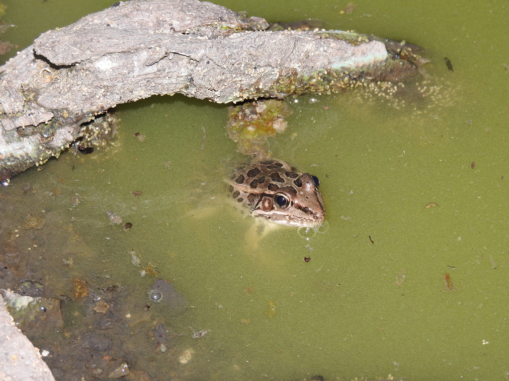 Transverse Volcanic Leopard Frog in October 2023 by Faunística