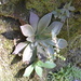 Square