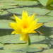 Yellow Waterlily - Photo (c) miriam, all rights reserved, uploaded by miriam
