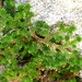 Selaginella eremophila - Photo (c) Jay Keller, כל הזכויות שמורות, הועלה על ידי Jay Keller