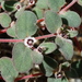 Euphorbia melanadenia - Photo (c) Jay Keller, όλα τα δικαιώματα διατηρούνται, uploaded by Jay L. Keller