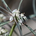 Euphorbia eriantha - Photo (c) Jay Keller, כל הזכויות שמורות, uploaded by Jay L. Keller