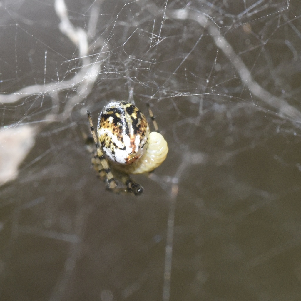 Typical Cobweb Spiders From Braeside Park Braeside Vic Au On October