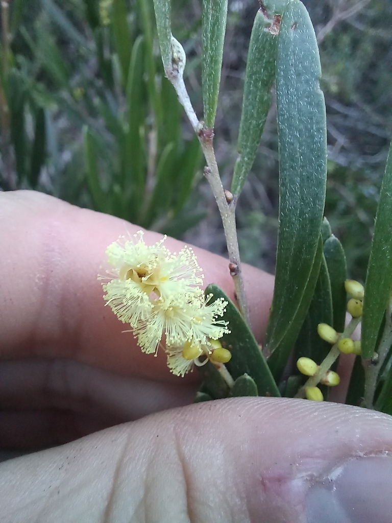 Variable Sallow Wattle In September By Kjell Knable Inaturalist