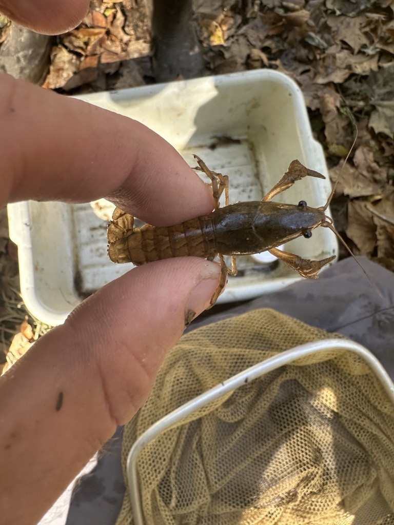 Cambarid Crayfishes From Farmville Va Us On October At