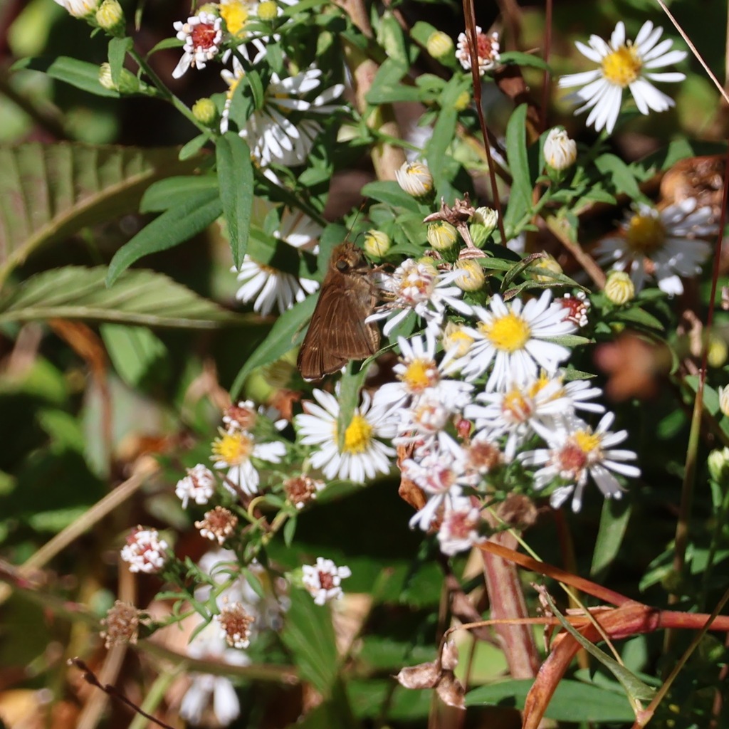 Ocola Skipper From Cobb County Ga Usa On October At Pm