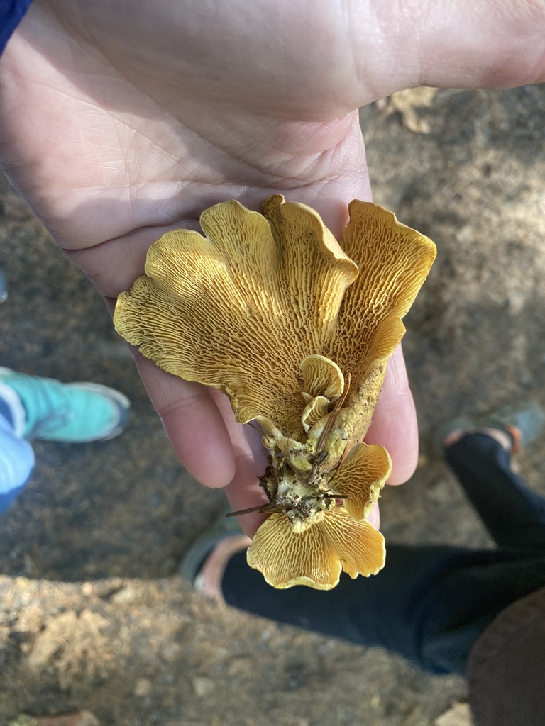 Oyster Rollrim From Se Nd St North Bend Wa Us On October