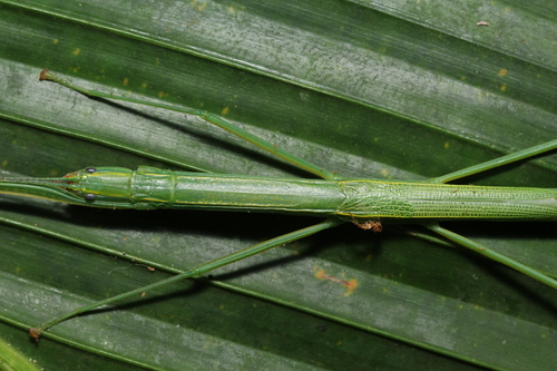 G Nero Graeffea Naturalista Mexico