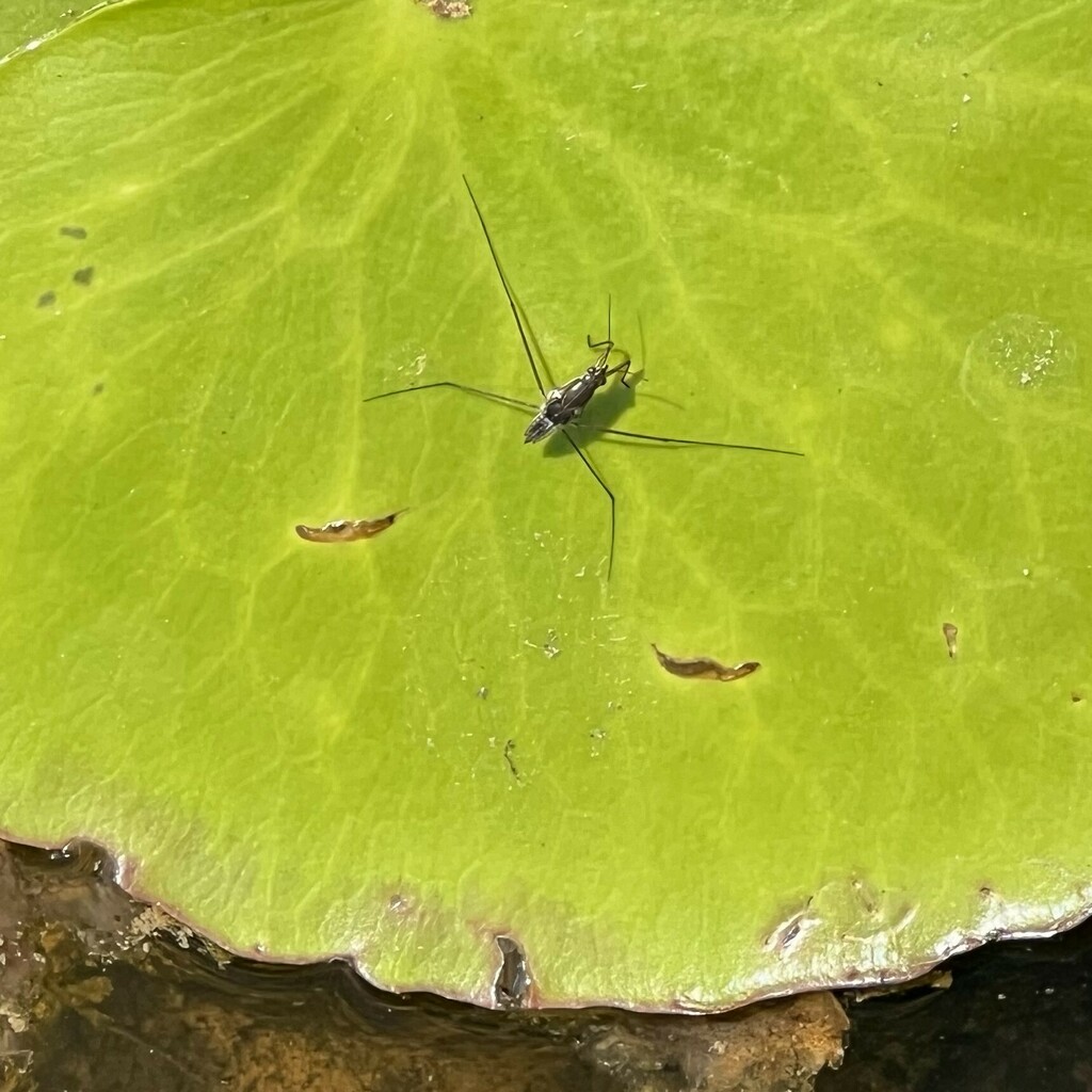 Striped Pond Skaters From Lim Chu Kang Singapore On September