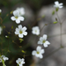 Pitcher's Stitchwort - Photo (c) Eric in SF, all rights reserved, uploaded by Eric in SF