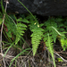 Cheilanthes alabamensis - Photo (c) Eric in SF, כל הזכויות שמורות, uploaded by Eric Hunt