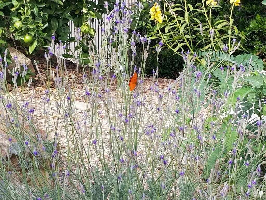 Gulf Fritillary From Botanic Gardens Dr Riverside Ca On