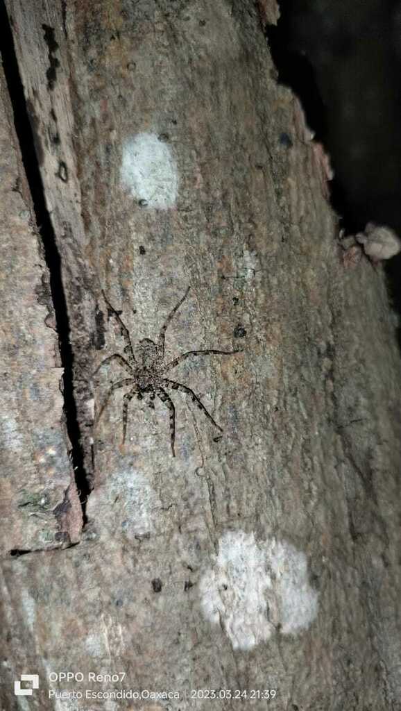 Selenops actophilus from San Pedro Mixtepec Distrito 22 Oax México