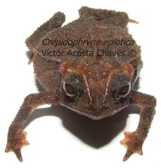 Small