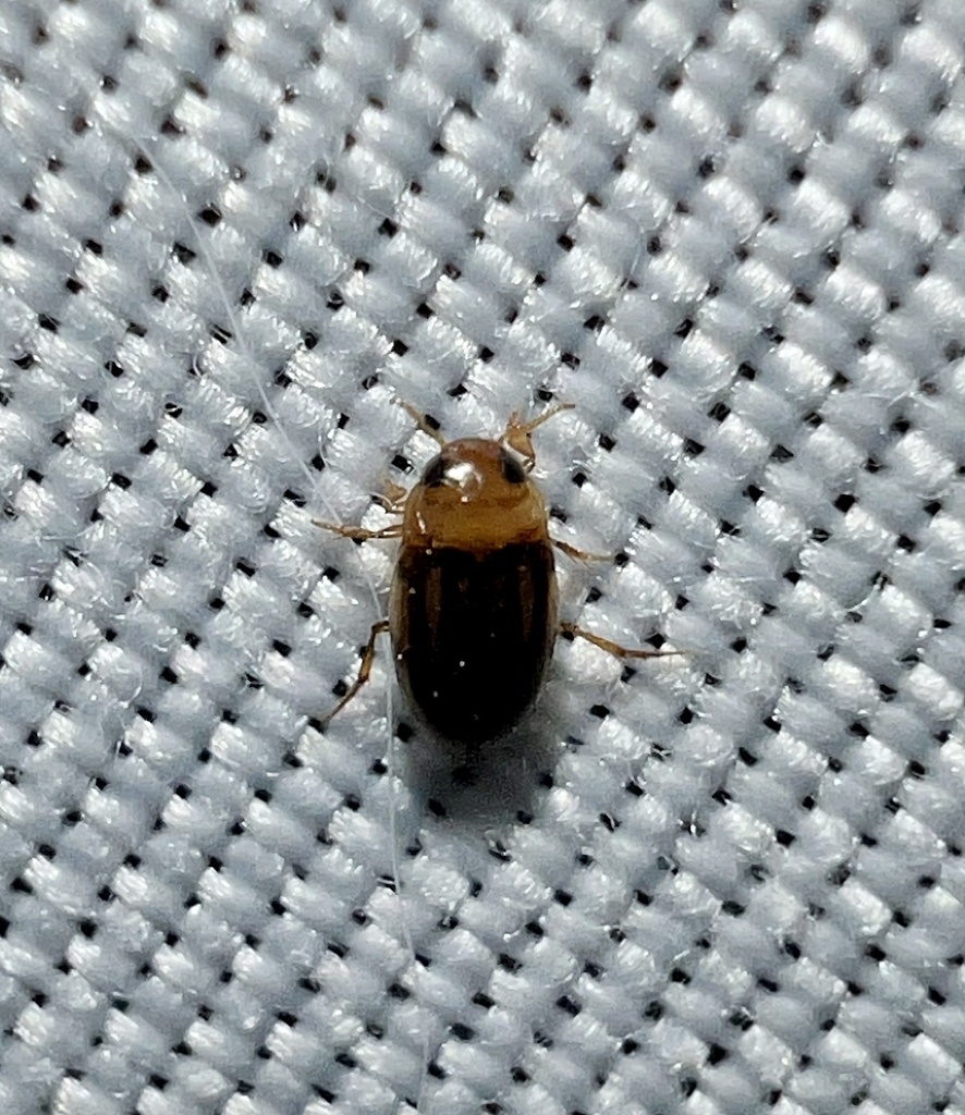 Neobidessus Pullus Pullus From Miller Ave Dallas Tx Us On November