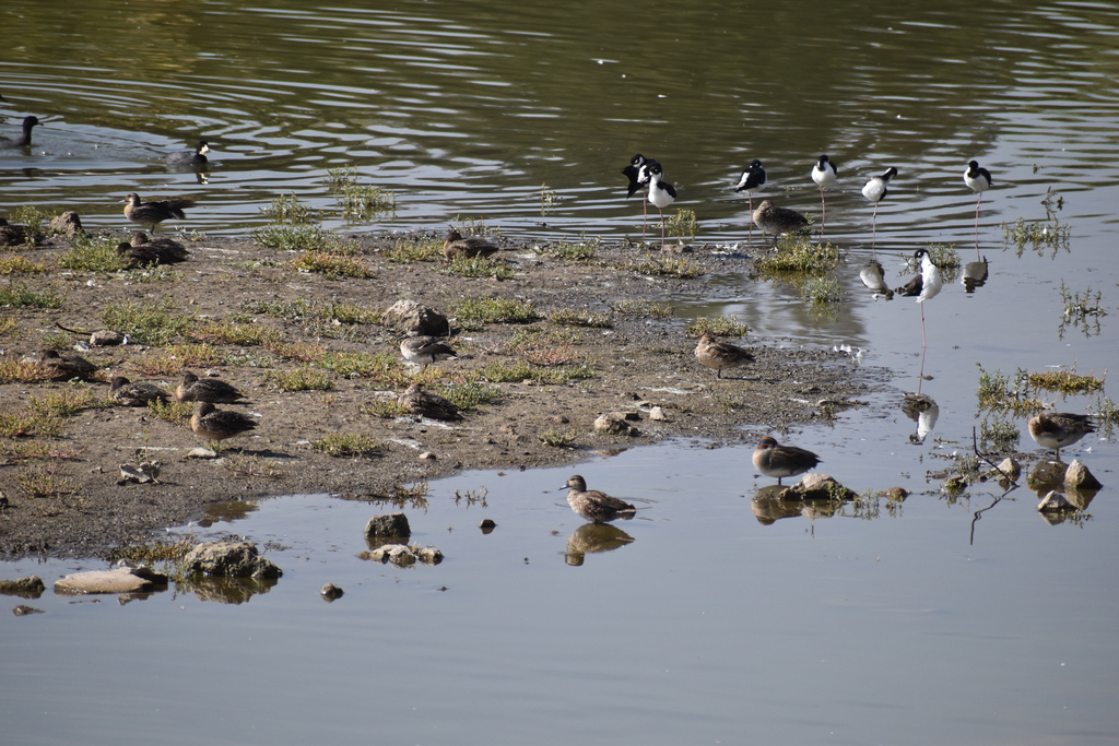 Green Winged Teal From Parque Tangamanga I San Luis S L P