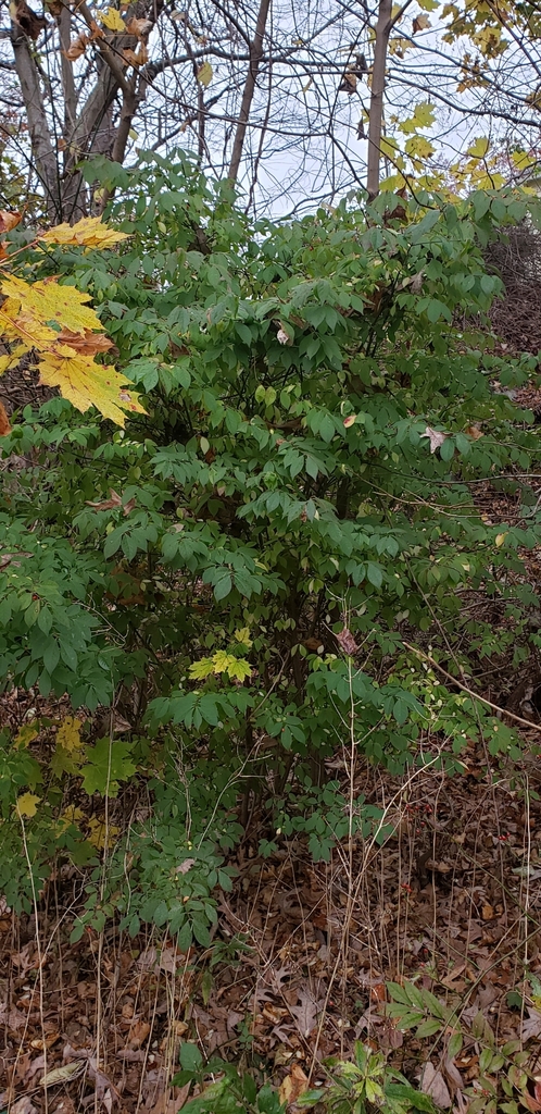 Northern Spicebush In November By Ben Inaturalist