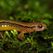Brook Salamanders - Photo (c) jplarry, all rights reserved, uploaded by J.P. Lawrence