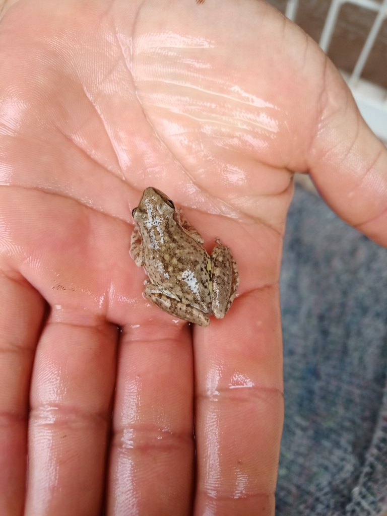 Lesser Snouted Tree Frog From Almte Brown Chaco Argentina On October