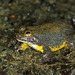 Yellow-bellied Puddle Frog - Photo (c) jplarry, all rights reserved, uploaded by J.P. Lawrence