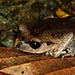 Lowland Litter Frog - Photo (c) J.P. Lawrence, all rights reserved, uploaded by J.P. Lawrence