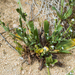Plagiobothrys arizonicus - Photo (c) BJ Stacey, todos los derechos reservados