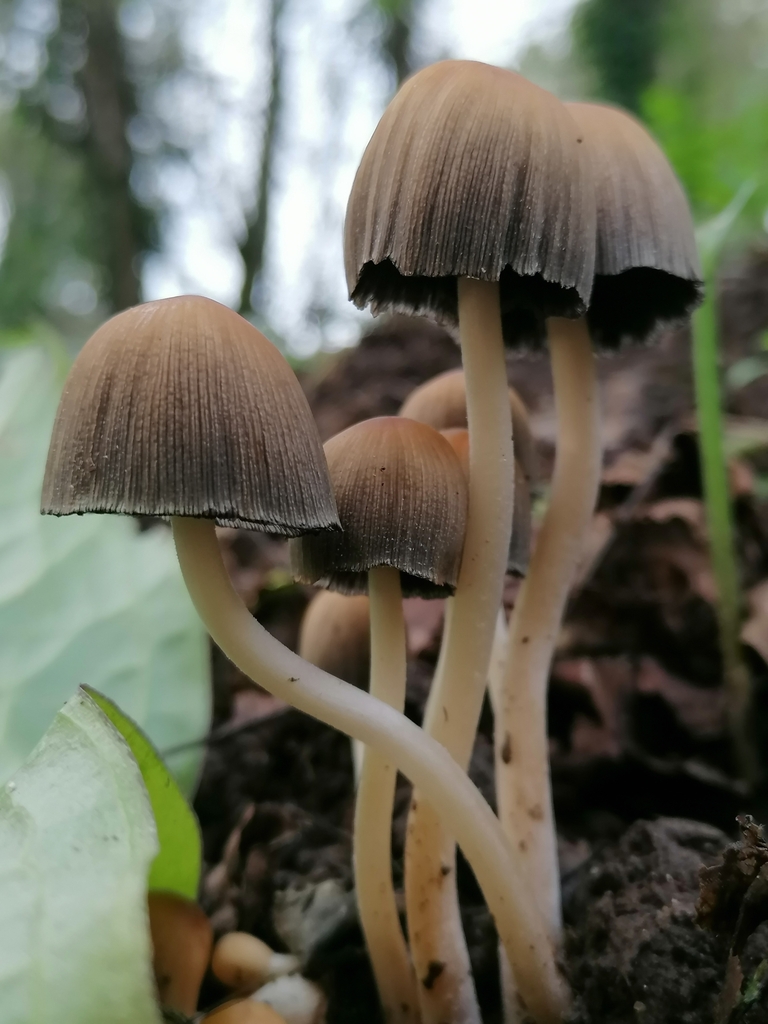 Coprinellus Sect Micacei From Faculdade De Economia 4200 804 Porto