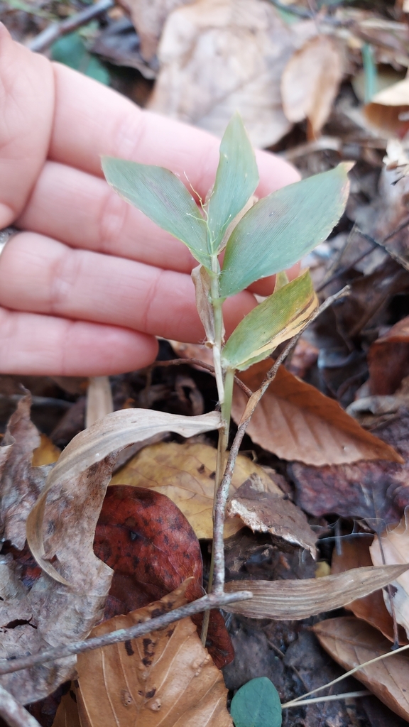 Rosette Grasses From Mascot Va Usa On November At