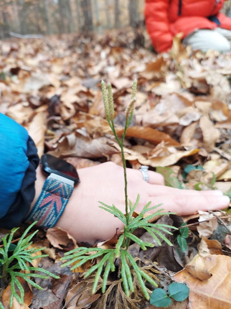 Fan Clubmoss From Mascot Va Usa On November At