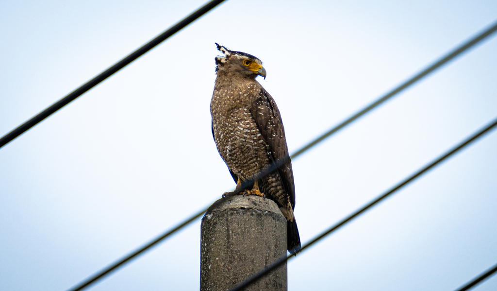 Ryukyu Serpent Eagle From Uehara Taketomi Yaeyama District Okinawa