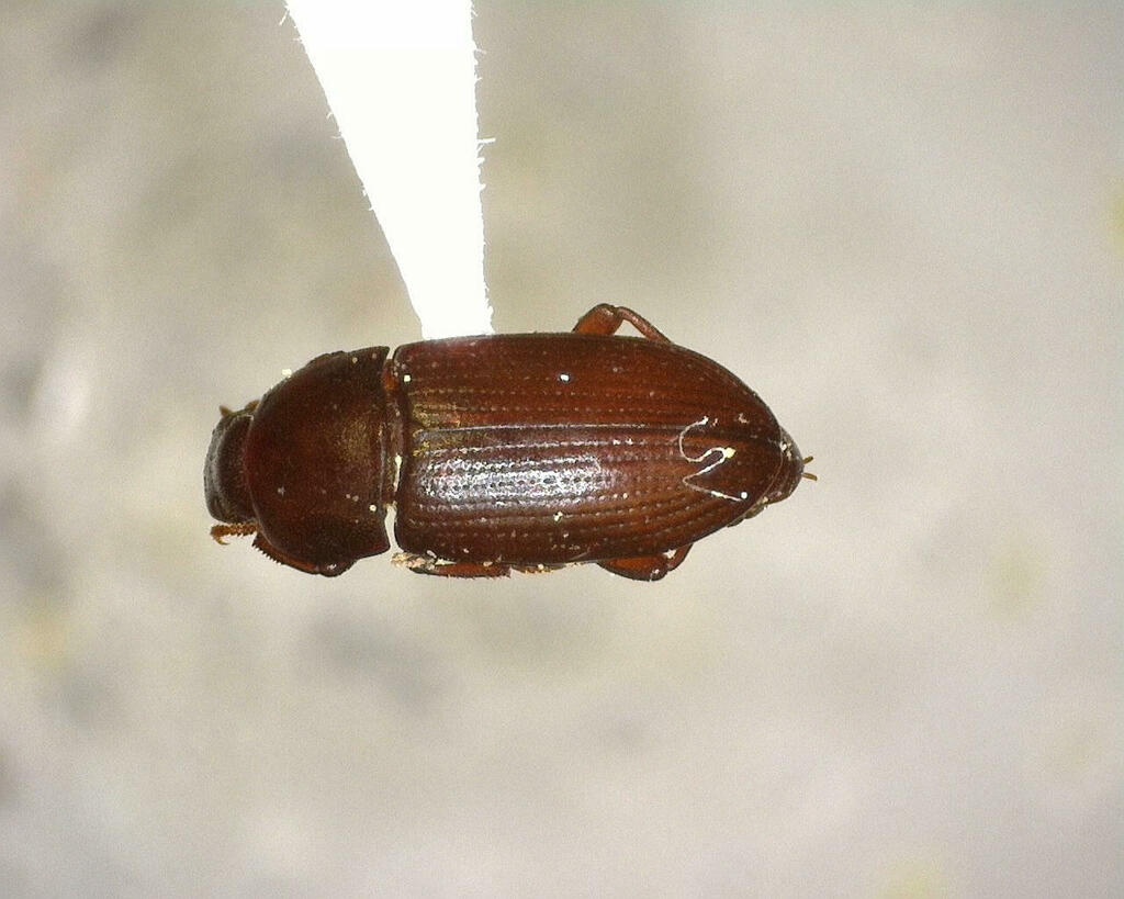 Beetles From Kimble County Tx Usa On June At Pm By