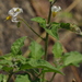 Square