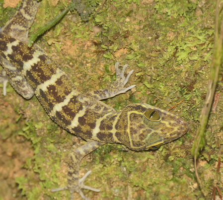 Banded Forest Gecko From Siburan Sarawak Malaisie On November