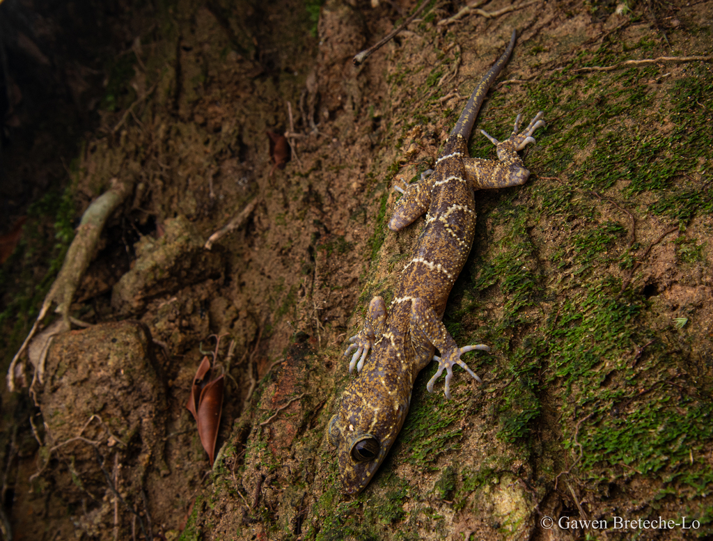 Banded Forest Gecko From Kuching Sarawak Malaysia On November