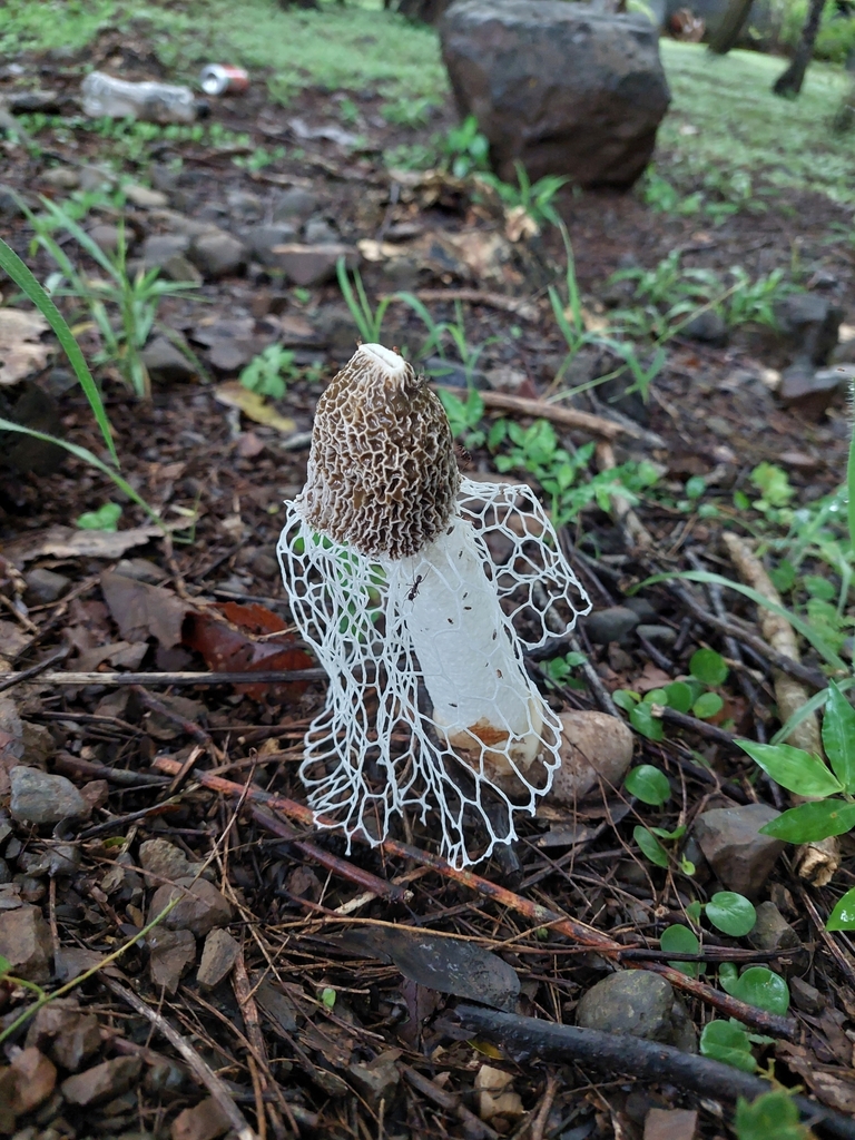 Complex Phallus Indusiatus From Bejuco Provincia De Guanacaste