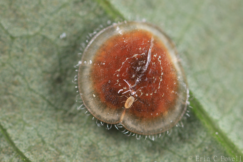 Pseudokermes Vitreus Inaturalist