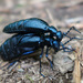 Short-winged Blister Beetle - Photo (c) Tig, all rights reserved