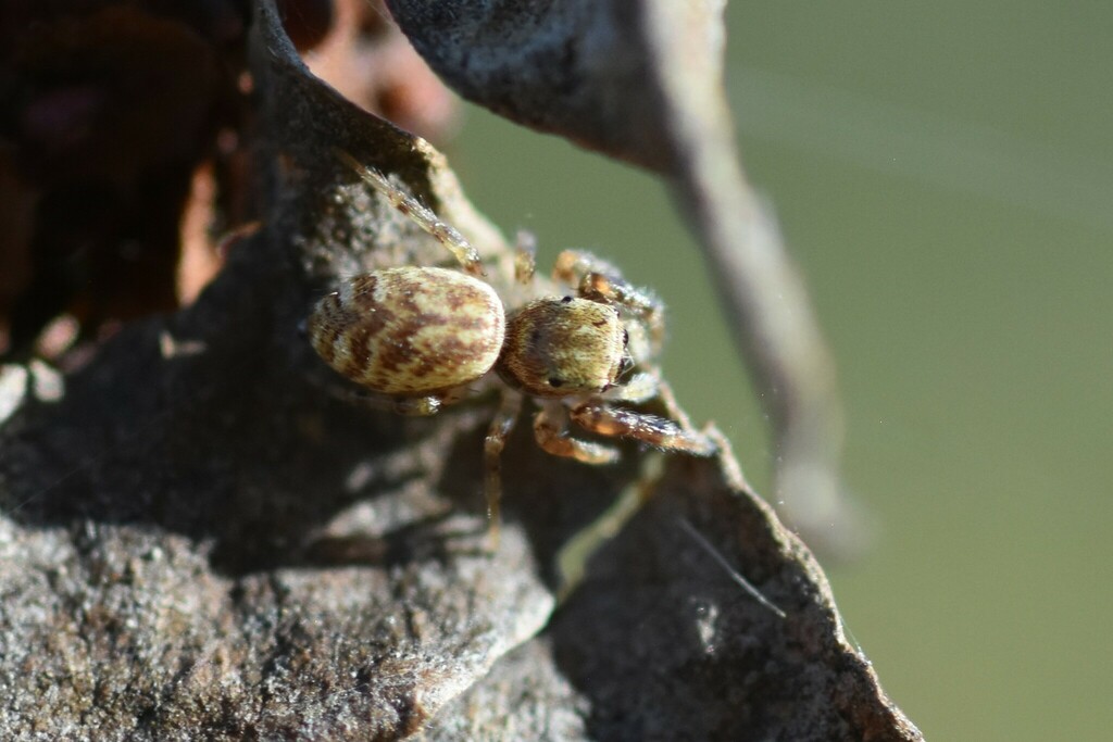 Common White Cheeked Jumping Spider From Sullivan County Tn Usa On