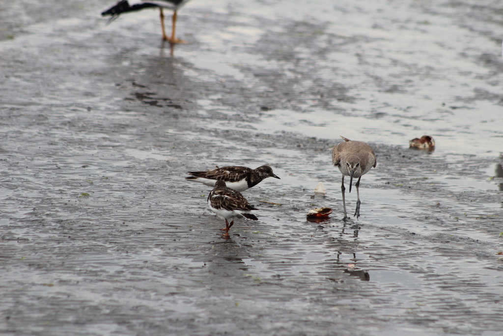 Ruddy Turnstone In February 2018 By Horacio V Barcenas INaturalist