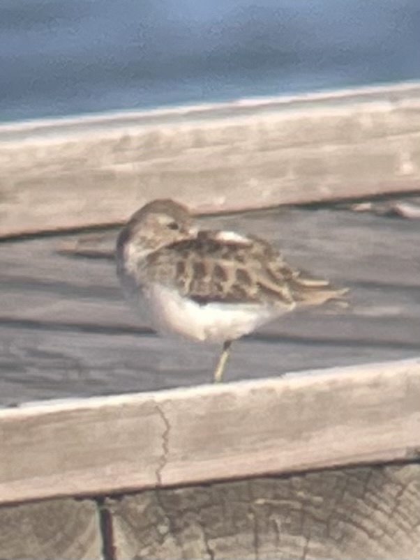 Least Sandpiper From Arthur Ave Lake Arthur LA US On November 24