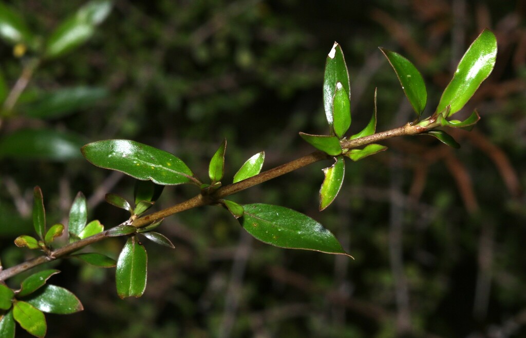 Coprosma Cunninghamii From Tasman District Tasman New Zealand On