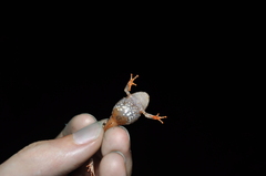 Small