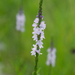 Narrowleaf Vervain - Photo (c) Eric Hunt, all rights reserved