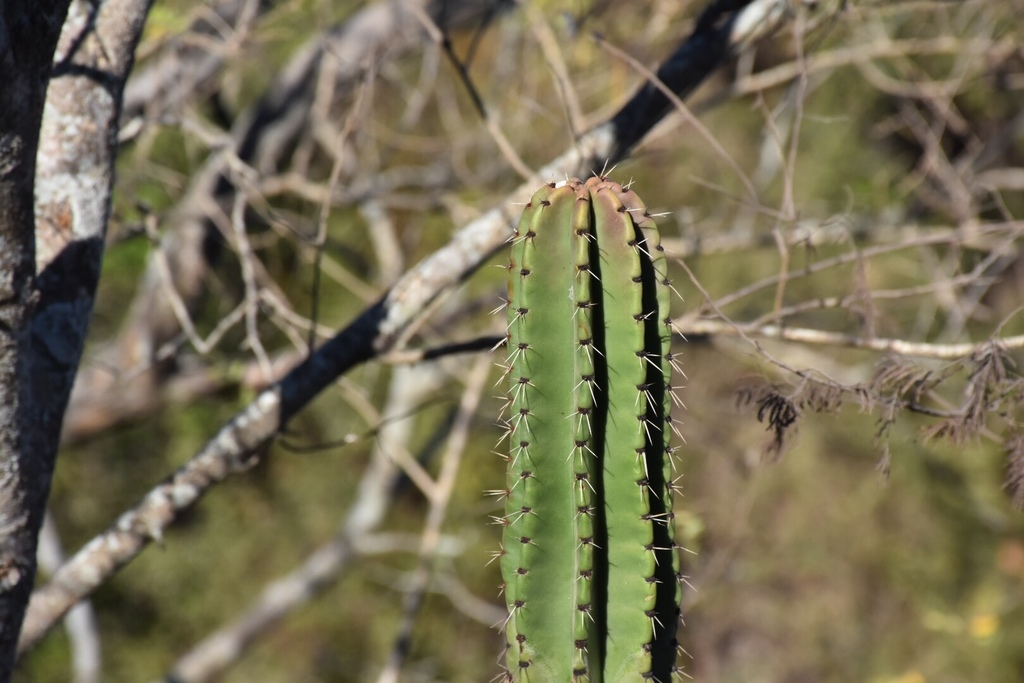 Cardón pitayo desde Colima Colima COL MX el 30 de marzo de 2019 a