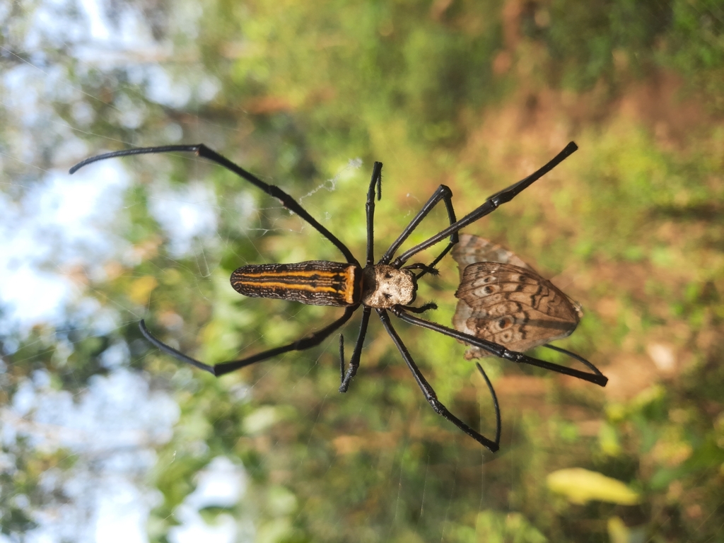 Giant Golden Orbweaver From Sundargarh IN OR IN On November 28 2023